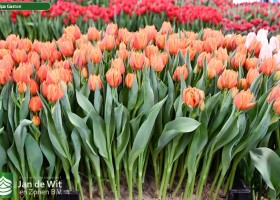 Tulipa Gaston ® (1)